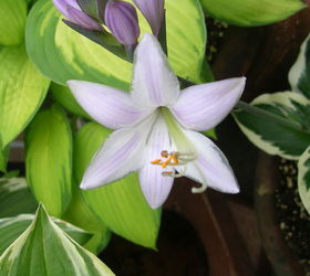 container gardening, container gardening, gardening