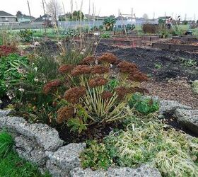 recycling concrete driveways into a beautiful rock garden wall, concrete masonry, flowers, gardening, landscape, perennial, repurposing upcycling, Winter in the rock garden I love the heads of Sedum in winter