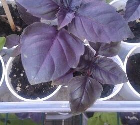 anybody doing any seed starting this winter i ve discovered winter sowing using my, container gardening, gardening
