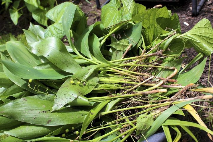 get control of invasive lily of the valley, flowers, gardening, hydrangea