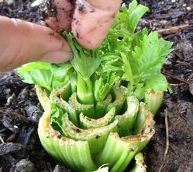 Growing your own celery Hometalk
