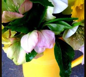 time for hellebores, flowers, gardening