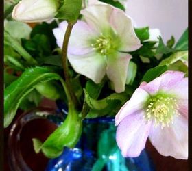 time for hellebores, flowers, gardening