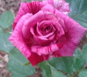 this is one of many rose bushes i grow just wanted to share it, gardening, this is a candy land rose It bloomed last year and it soon became my favorite