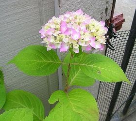 container gardening, container gardening, gardening