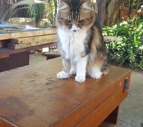 from fishing tackle box to kitchen island, kitchen design, kitchen island, painted furniture, repurposing upcycling, Jazz is not impressed