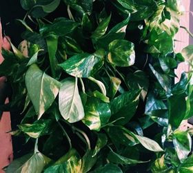 diy hanging shower planter, bathroom ideas, container gardening, gardening
