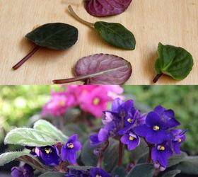 2 ways to root african violets from leaf cuttings, container gardening, flowers, gardening