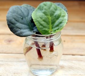 2 ways to root african violets from leaf cuttings, container gardening, flowers, gardening