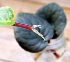 2 ways to root african violets from leaf cuttings, container gardening, flowers, gardening