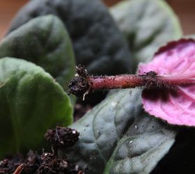2 ways to root african violets from leaf cuttings, container gardening, flowers, gardening