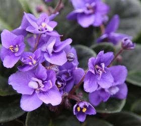 2 ways to root african violets from leaf cuttings, container gardening, flowers, gardening
