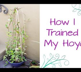 how i trained my hoya, gardening, how to