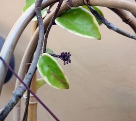 how i trained my hoya, gardening, how to