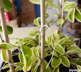 how i trained my hoya, gardening, how to