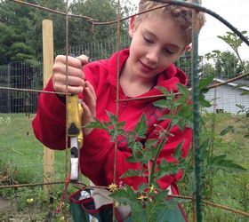 diy tomato cages save the maters, container gardening, gardening