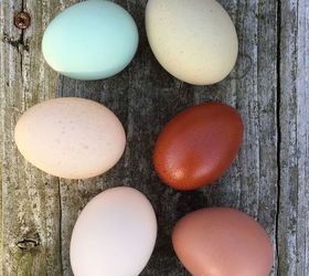 reuse those eggshells and grow a little green, composting, gardening, go green, homesteading, repurposing upcycling