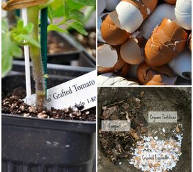 reuse those eggshells and grow a little green, composting, gardening, go green, homesteading, repurposing upcycling