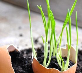 reuse those eggshells and grow a little green, composting, gardening, go green, homesteading, repurposing upcycling