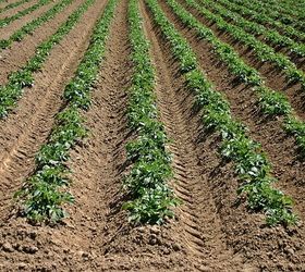 how to grow potatoes, gardening, homesteading, how to