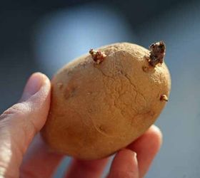 how to grow potatoes, gardening, homesteading, how to