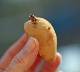 how to grow potatoes, gardening, homesteading, how to