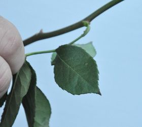 tips to make your valentine s day roses last longer, container gardening, flowers, gardening, seasonal holiday decor, valentines day ideas