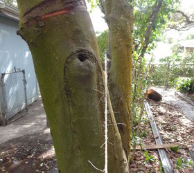 wood fence upgrade, diy, fences, home improvement, outdoor living, woodworking projects