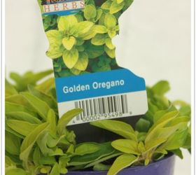 an herb toolbox, container gardening, crafts, gardening