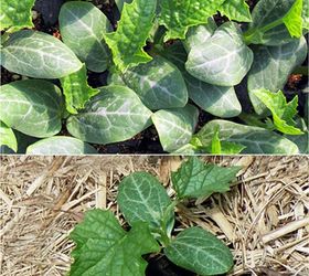 how to grow your sponge and eat it too, gardening, how to