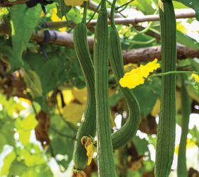 how to grow your sponge and eat it too, gardening, how to