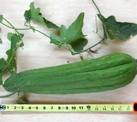 how to grow your sponge and eat it too, gardening, how to