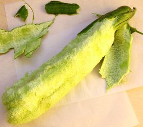 how to grow your sponge and eat it too, gardening, how to