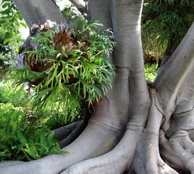 diy mounted staghorn fern with secret reservoir, diy, gardening, how to, painted furniture, pallet