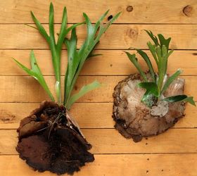 diy mounted staghorn fern with secret reservoir, diy, gardening, how to, painted furniture, pallet