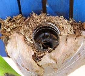 diy mounted staghorn fern with secret reservoir, diy, gardening, how to, painted furniture, pallet