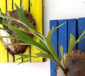 diy mounted staghorn fern with secret reservoir, diy, gardening, how to, painted furniture, pallet