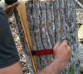 bark walls harvesting poplar bark, diy, repurposing upcycling, wall decor