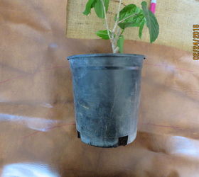 up cycled ugly black flower pots, container gardening, crafts, gardening, repurposing upcycling, Measure fabric to fit the pot
