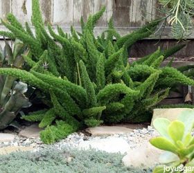 an easy care fun fern myers or foxtail fern, gardening, how to, landscape