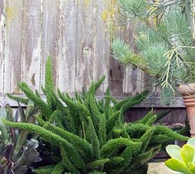 an easy care fun fern myers or foxtail fern, gardening, how to, landscape