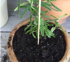 easy diy living rosemary and boxwood topiary on a budget, container gardening, gardening
