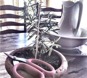 easy diy living rosemary and boxwood topiary on a budget, container gardening, gardening