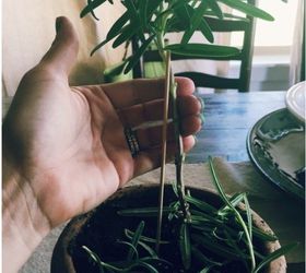 easy diy living rosemary and boxwood topiary on a budget, container gardening, gardening