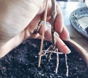 easy diy living rosemary and boxwood topiary on a budget, container gardening, gardening