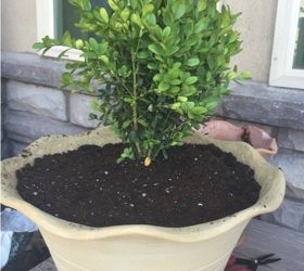 easy diy living rosemary and boxwood topiary on a budget, container gardening, gardening