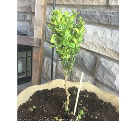 easy diy living rosemary and boxwood topiary on a budget, container gardening, gardening