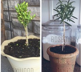easy diy living rosemary and boxwood topiary on a budget, container gardening, gardening