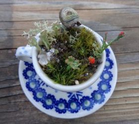 terrarium miniature tea cup saucer moss zen lilliputian garden fairy, gardening, terrarium, Teacup Terrarium