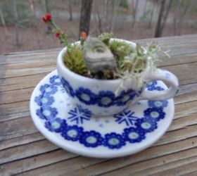 terrarium miniature tea cup saucer moss zen lilliputian garden fairy, gardening, terrarium, Teacup Terrarium